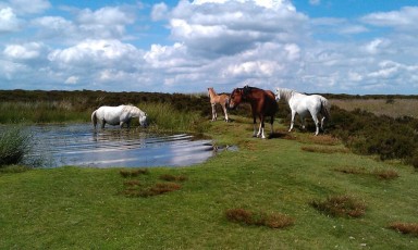 Ponies on the Long Mynd