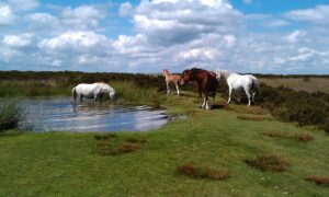Ponies on the Long Mynd
